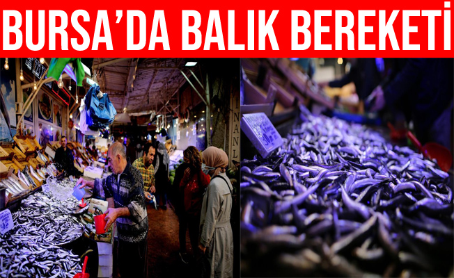 Bursa'da Balık Bereketi Yaşanıyor