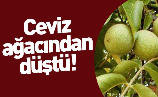 Bursa'da Ceviz Ağacından Düşen Adam Hayatını Kaybetti