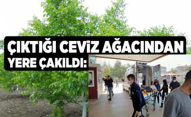 Bursa'da Ceviz Ağacından Düşen Yaşlı Adam Ağır Yaralandı