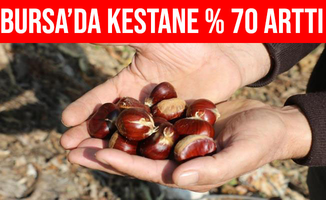 Bursa'da Kestane Rekoltesi Yüzde 70 Arttı