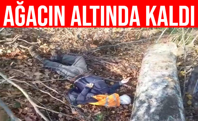 Bursa'da Kestiği Ağacın Altında Kalarak Hayatını Kaybetti