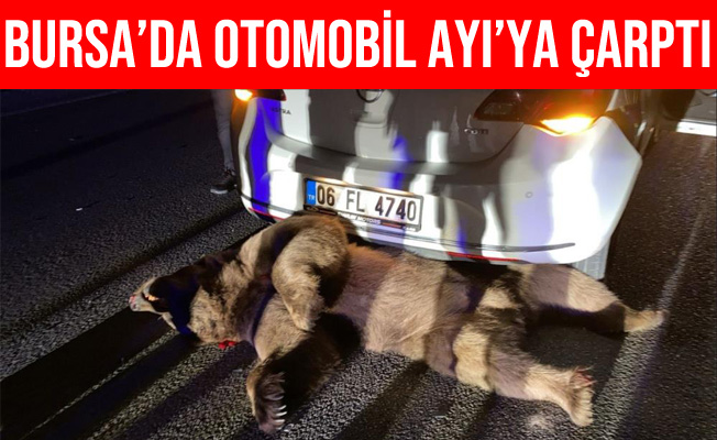Bursa'da Otomobilin Çarptığı Ayı Telef Oldu