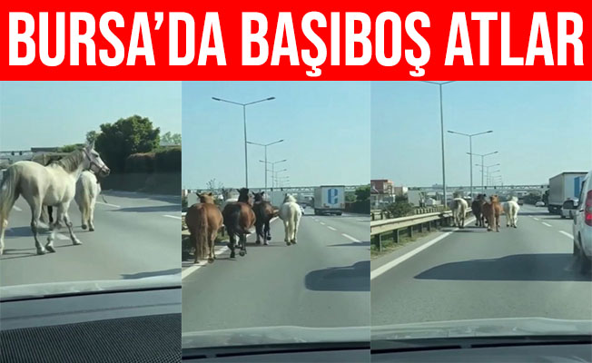 Bursa'daki Başıboş Atlar Sürücüleri Zorluyor
