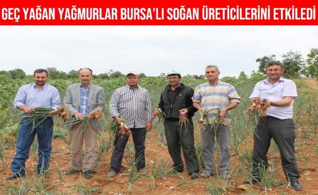 Bursa Yenişehir'de Geç Yağan Yağmurlar Soğan Üreticilerini Etkiledi