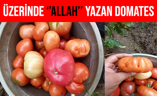 Domatesin Üzerindeki Kabartma Şeklindeki ALLAH Yazısı Şaşırttı