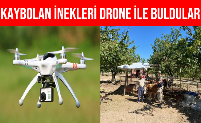 Malatya'da Kaybolan İnekler Drone İle Bulundu