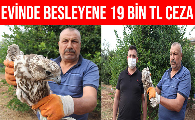 Mersin'de Evinde Şahin Besleyen Şahıs 19 bin TL Ceza Yedi