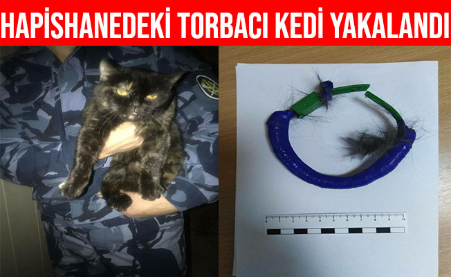 Rusya’da Hapishane İçinde Uyuşturucu Taşıyan Kedi Yakalandı