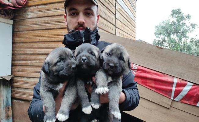 Sivas Kangalı Yavrularını Bursa'da Yetiştirip 7 Bin Liradan Satıyor