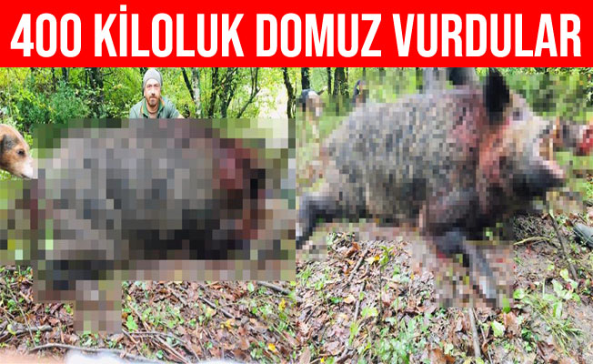 Avcılar 400 kiloluk domuzu etkisiz hale getirdiler