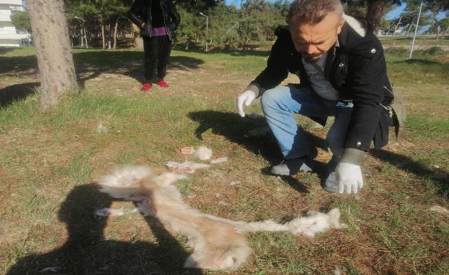 Aydın'da köpeğin derisini yüzüp yol kenarına attılar