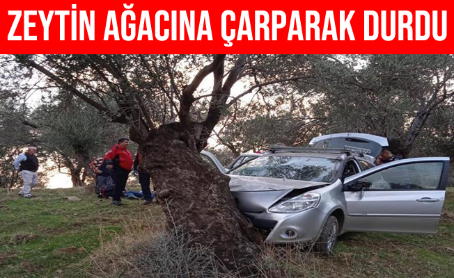 Balıkesir Edremit'teki Kazada Zeytin Ağacına Çarparak Durdu