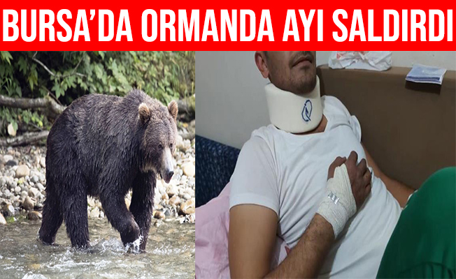 Bursa'da Ayı'nın Saldırdığı Şahıs Hastanelik Oldu