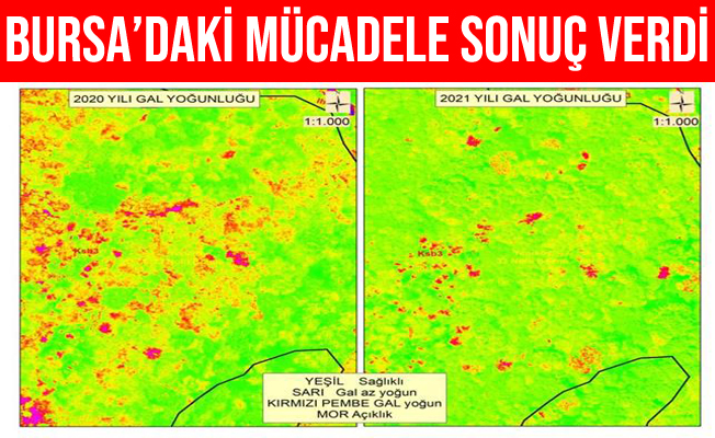 Bursa'da Gal Arısı İle Mücadele Sonuç Verdi