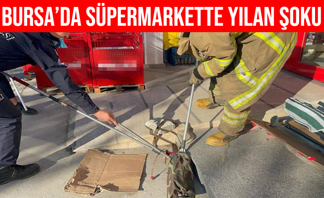 Bursa'da Süpermarkette Yılan Şoku