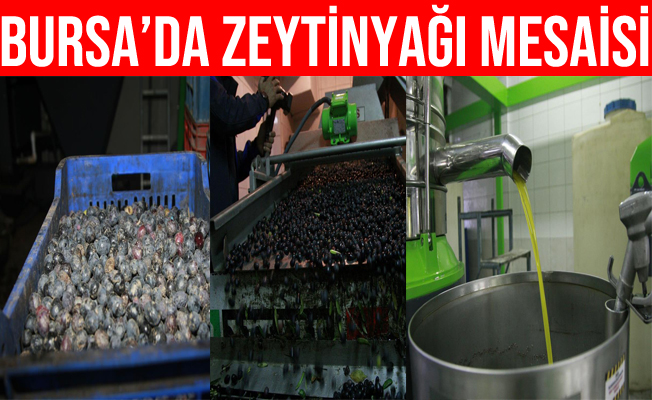 Bursa'da zeytinyağı için yağhaneler mesaiye başladı