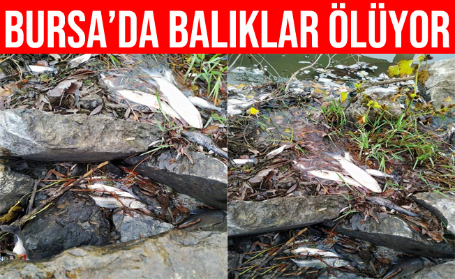 Bursa'daki Balık Ölümleri Tedirgin Ediyor