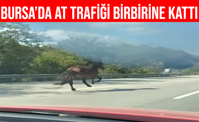 Bursa İnegöl'de Karayolunda Dört Nala Koşan At Trafiği Alt Üst Etti