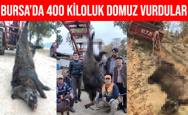 Bursa'lı Avcılar Büyükorhan'da 400 Kiloluk Domuz Vurdular