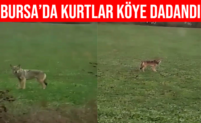 Bursa Mustafakemalpaşa'da kurtlar köye dadandı