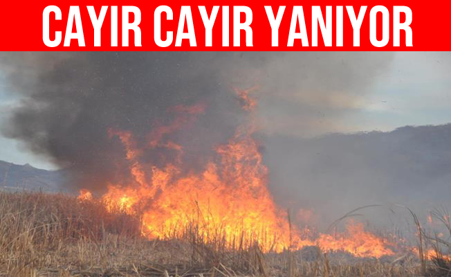 Hakkari'deki Nehir Sazlığı Cayır Cayır Yanıyor