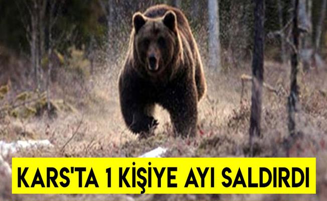Kars Sarıkamış’ta Ayı Saldırısına Uğrayan Çoban Ağır Yaralandı