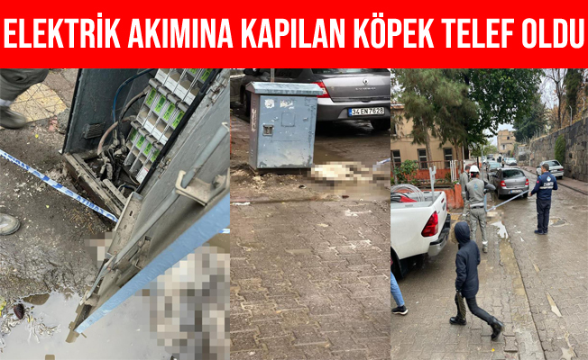 Şanlıurfa'da elektrik akımına kapılan köpek telef oldu