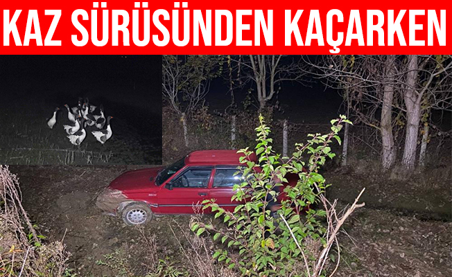 Sinop'ta Kaz Sürüsünden Kaçarken Kaza Yapan Araç Kanala Uçtu