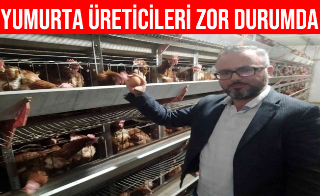 Tedbir Alınmazsa Yumurta Üreticileri Batacak