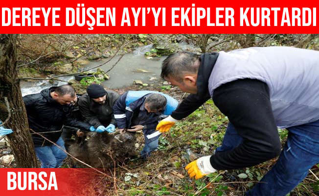 Bursa'da ayı kurtarma operasyonu
