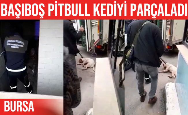 Bursa'da başıboş Pitbull köpeği kediyi parçaladı
