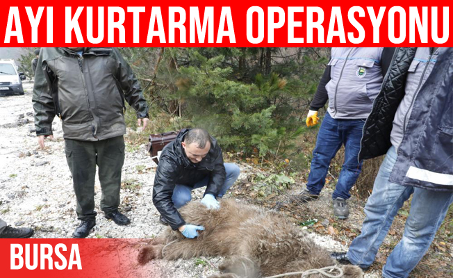 Bursa'daki ayı kurtarma operasyonu kameralarda