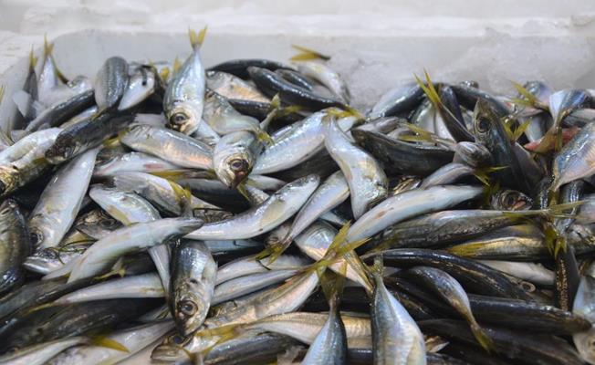 Fırtına balıkçıları vurdu: Hamsi 35 lira