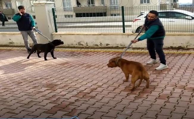 Gaziantep'teki pitbull saldırısında 3 tutuklama