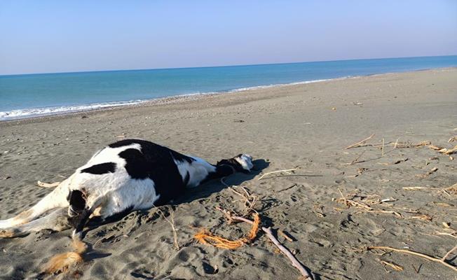 Hatay'da sahile inek ve domuz ölüsü vurdu