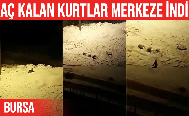 Aç kalan kurtlar Orhaneli ilçe merkezine indi