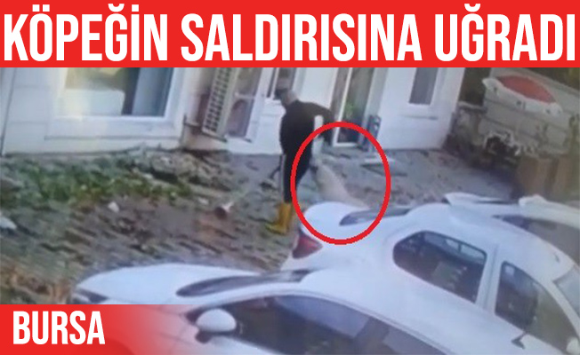 Bursa'da kaldırımı temizlerken köpek saldırdı