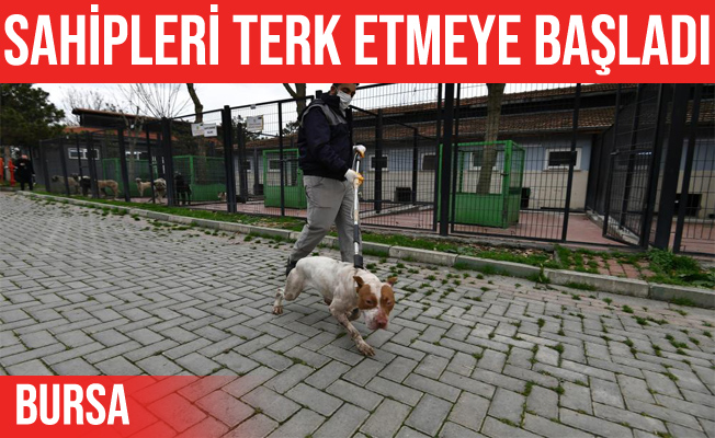 Bursa’da Pitbull operasyonu: Sahipleri terk ediyor