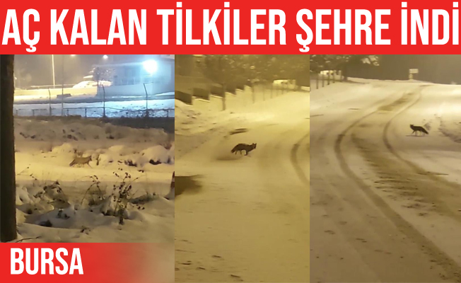 İnegöl'de aç kalan tilkiler şehir merkezine indi