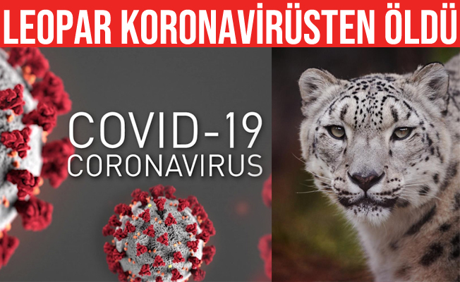 Kar Leoparı Covid-19 nedeniyle hayatını kaybetti