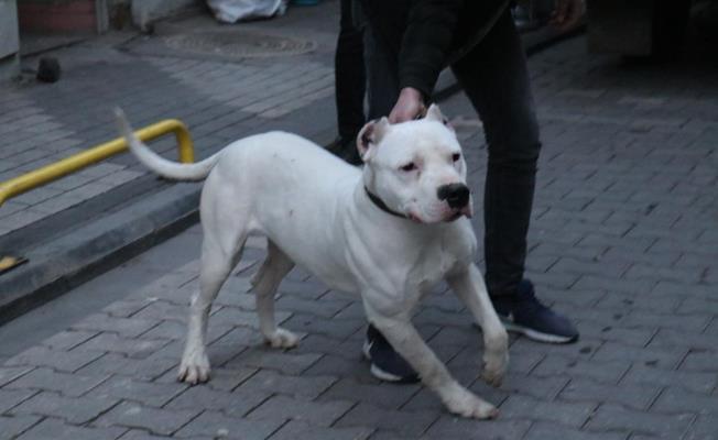 Malatya’da yan baktın kavgasında üzerine pitbull saldılar