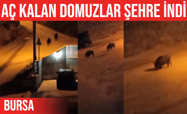 Mudanya'da aç kalan domuzlar şehir merkezine indi