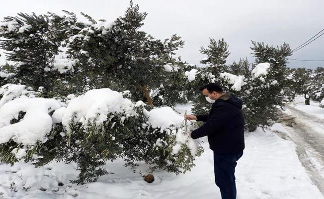 Mudanya'daki zeytin ağaçlarının dalları kırıldı