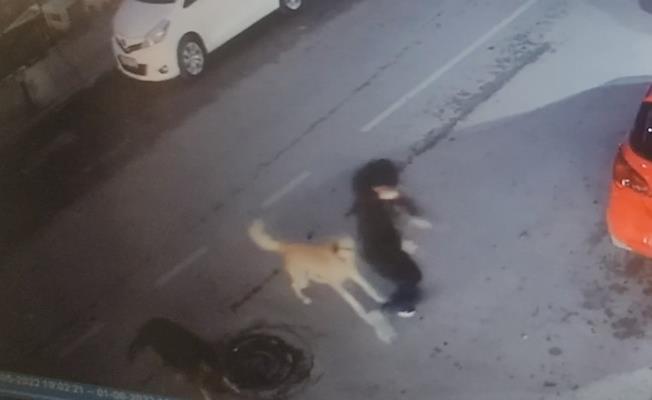 Sokak köpekleri 15 yaşındaki çocuğa saldırdı