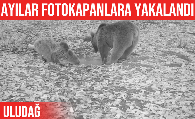 Uludağ'daki Boz Ayı'lar fotokapana yakalandı