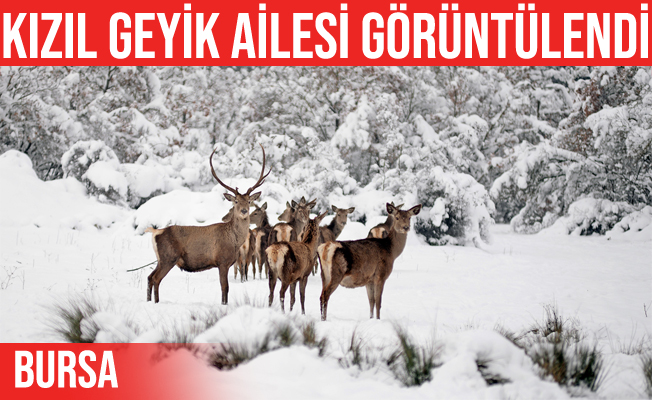 Uludağ Üniversitesindeki Kızıl geyik ailesinin kar mesaisi
