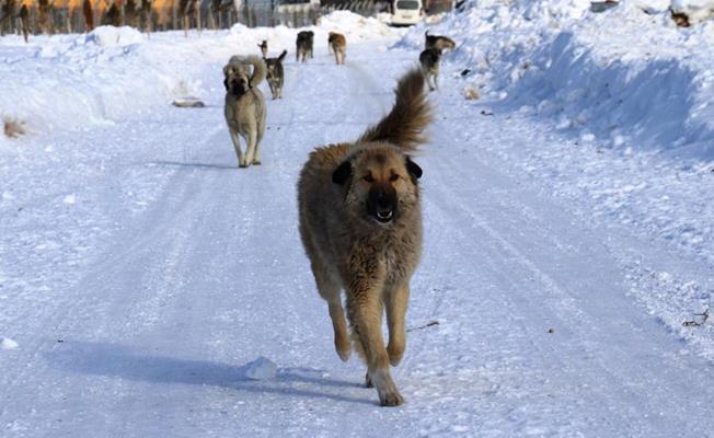 Van’da başıboş köpekler 17 yaşındaki kıza saldırdı