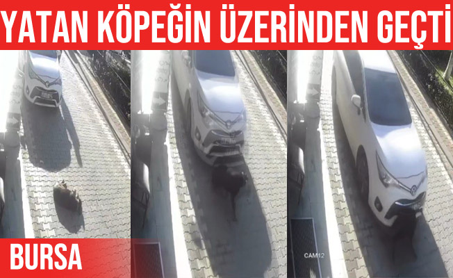 Aracıyla yolda yatan köpeğin üzerinden geçti