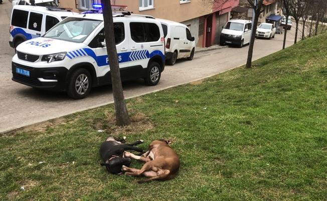 Bursa'da Pitbull köpeklerini tabancayla öldürdüler