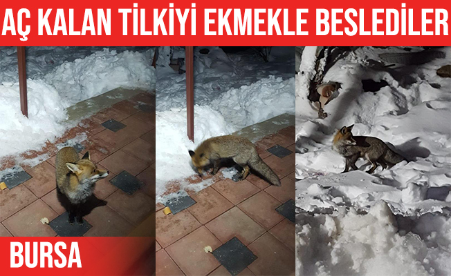 İnegöl'de kapılarına gelen tilkiyi beslediler